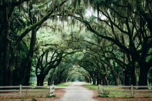 Savannah (Georgia) wird durch die einzigartige Bepflanzung zu einer der schönsten Städte im Süden der USA