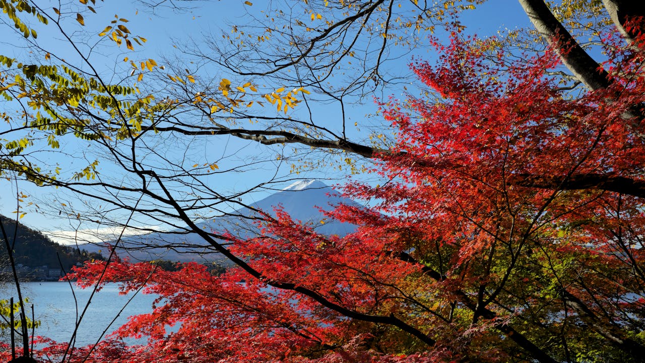 Wunderschöne Blätterfärbung am Kawaguchi See